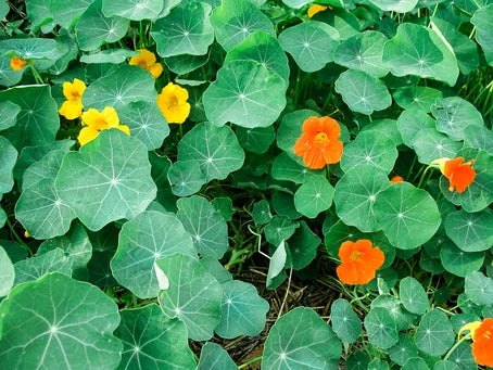 Move Over Kale Chips And Make Way For Nasturtium Chips!