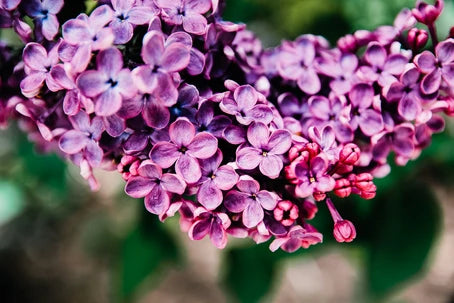 Lilacs - Two Ways