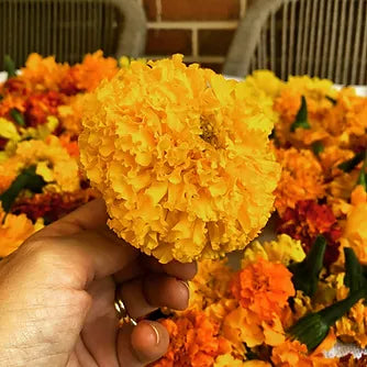 So Many Flowers!