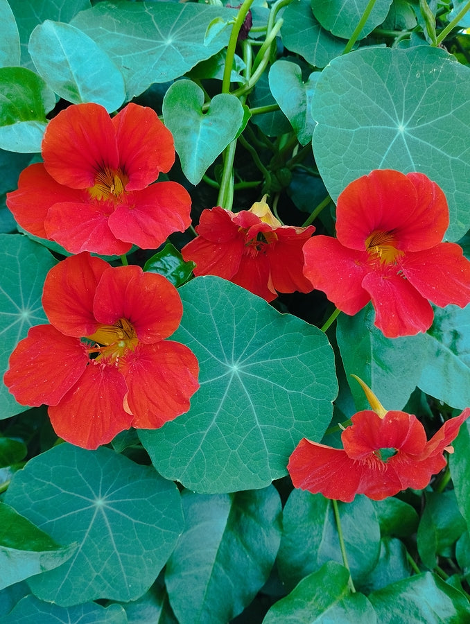 edible flower seeds Edible Flower Seeds 6 Pack – Flouwer Co